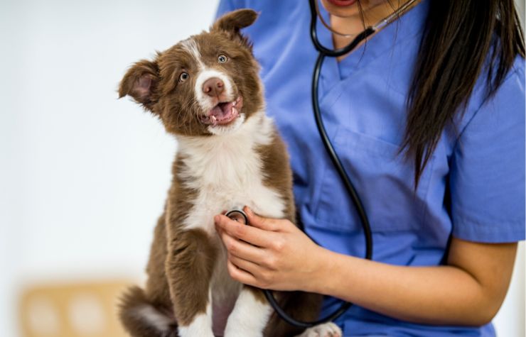cane veterinaria