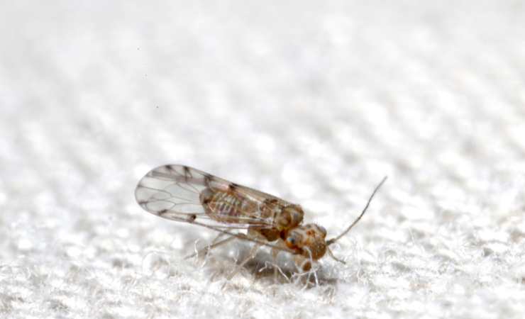 Acaro bianco della muffa