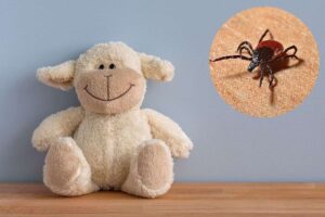 Pecorella di peluche e acara in cerchio