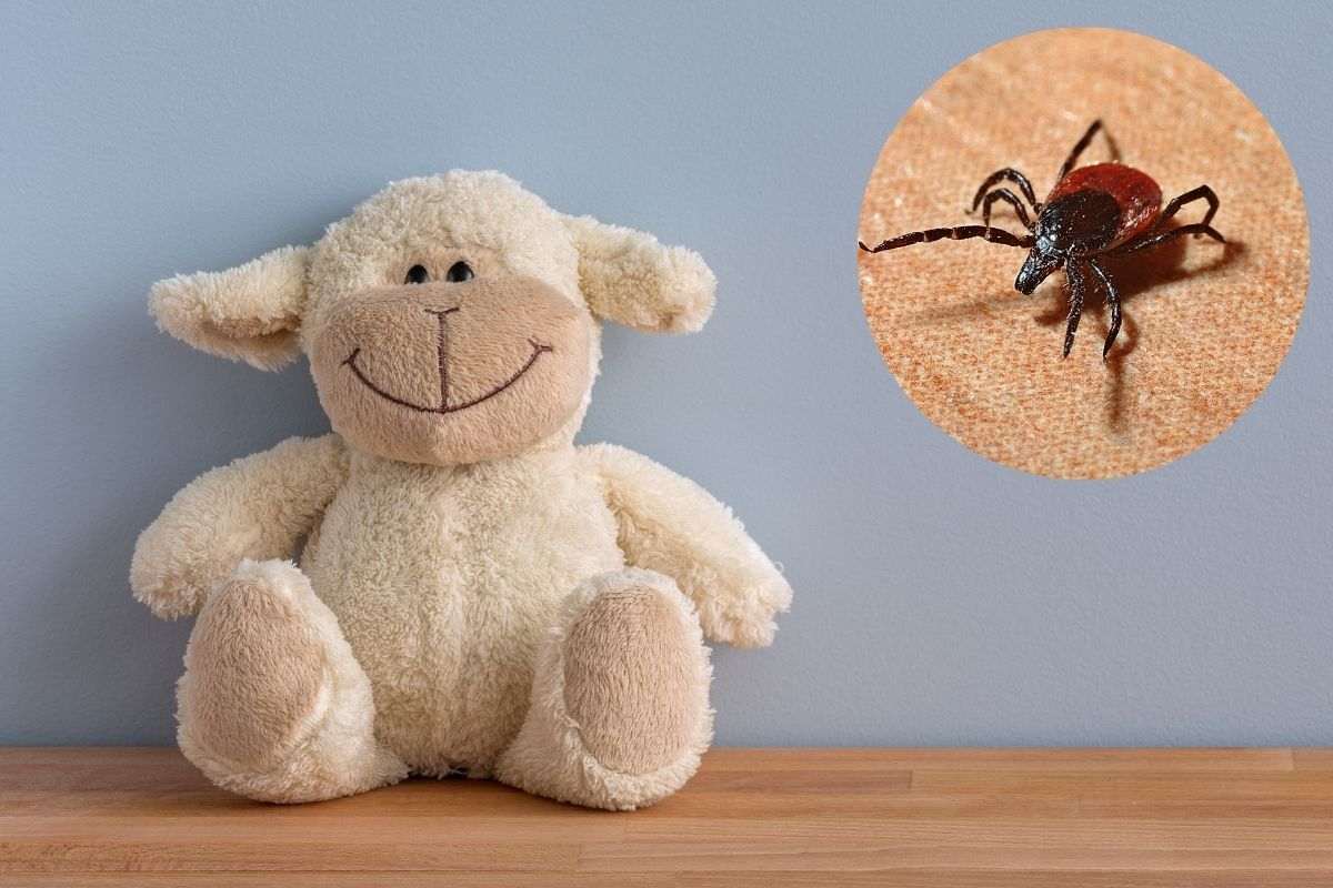 Pecorella di peluche e acara in cerchio