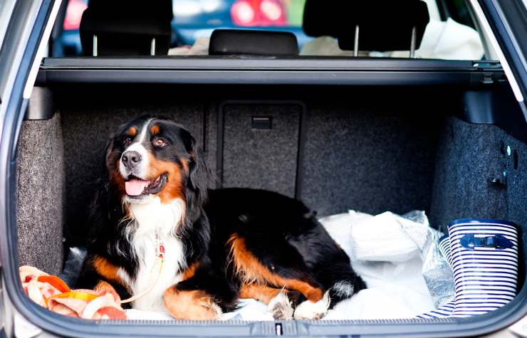 cane nel bagagliaio di auto