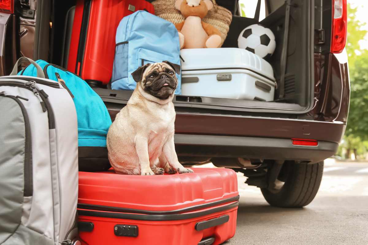 cane su valigie con auto